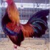 Wheaten Old English Game Bantam