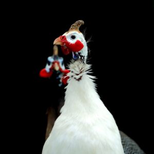 White African Guinea Fowl