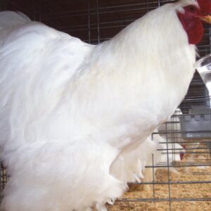 White Cochin Standard Chicken
