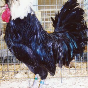 White Crested Black Polish Chicken
