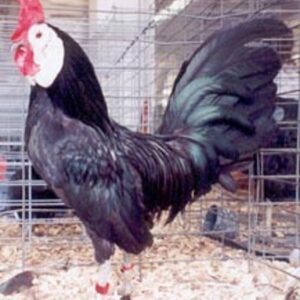 White Faced Black Spanish Bantam