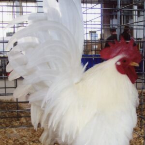 White Japanese Bantam