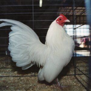 White Old English Game Bantam