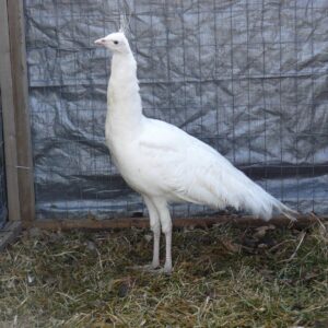 White Peafowl Pair