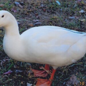 White Pekin Duck