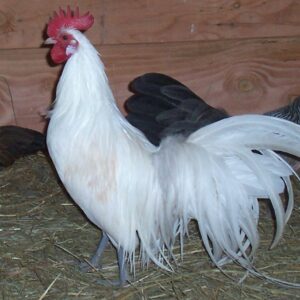White Phoenix Bantam