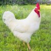 White Rock Chicken