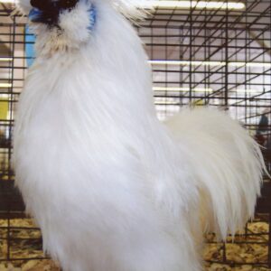 White Silkie Bantam