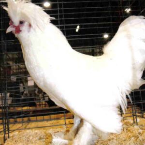 White Sultan Chicken