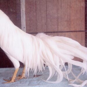 White Yokohama Chicken